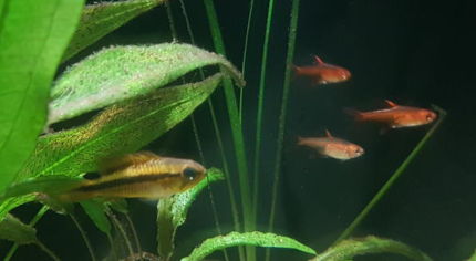 Female Apistogramma Agassizii and some Ember Tetras in a planted community tank