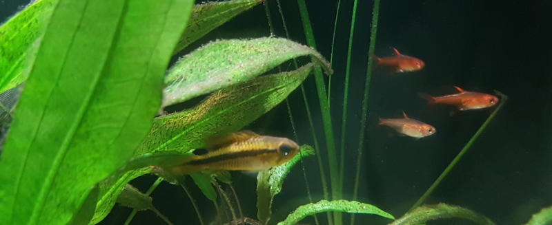 Female Apistogramma Agassizii and some Ember Tetras in a planted community tank