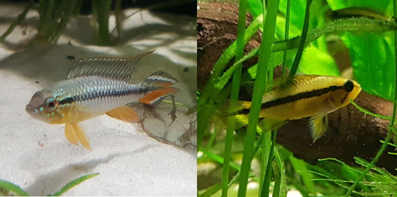Left: Young Male Apistogramma Agassizii   Right: Female Apistogramma Agassizii