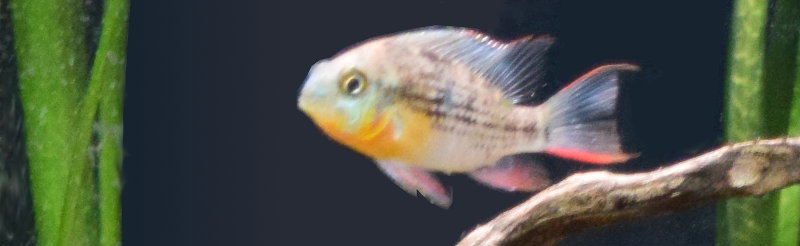 Bolivian Ram, an underrated dwarf cichlid