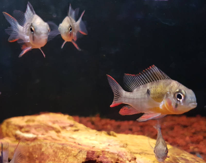 Group of Bolivian Rams