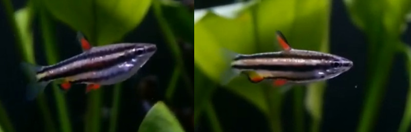Dwarf Pencilfish (Nannostomus Marginatus) female on left, male on the right