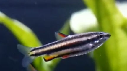 Dwarf Pencilfish (Nannostomus Marginatus)