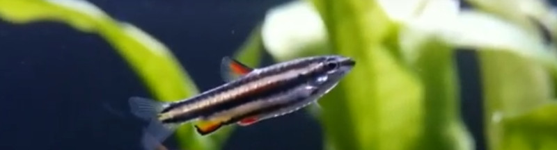 Dwarf Pencilfish (Nannostomus Marginatus)