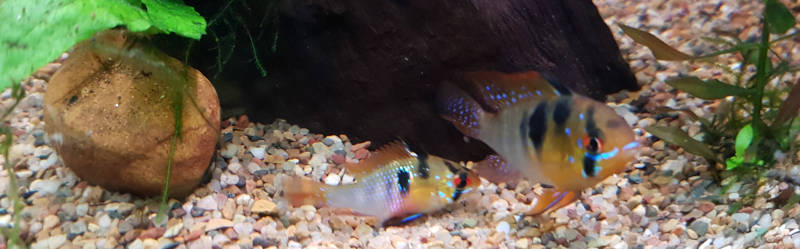 Female German Blue Ram laying eggs with male guarding the spawning site