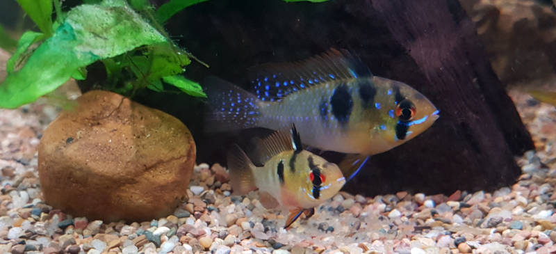 Male and Female German Blue Ram spawning
