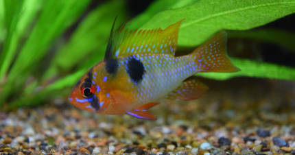 Male German Blue Ram with vibrant colors