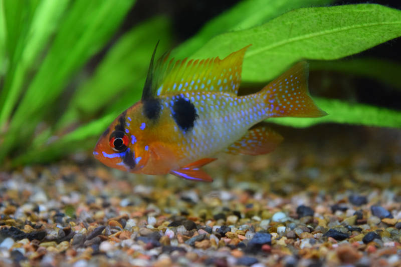 Male German Blue Ram with vibrant colors