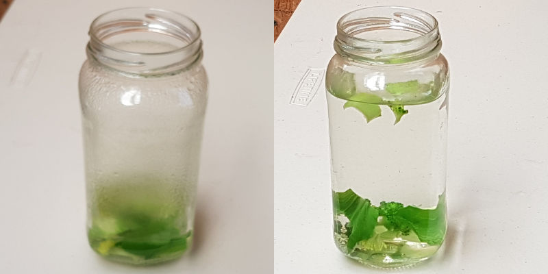 Making infusoria culture, green vegetables and water added