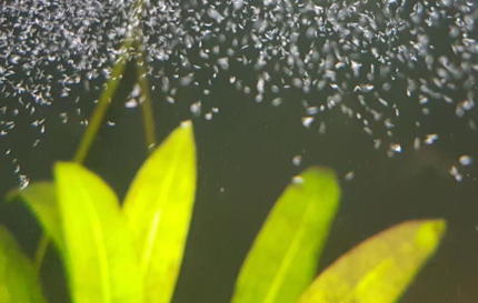 Microworms in the water column during feeding