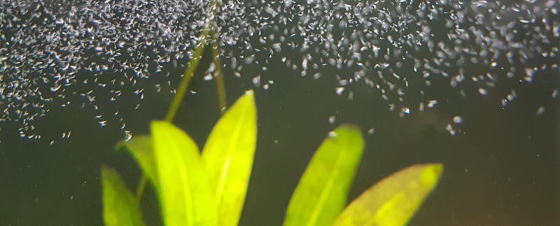Microworms in the water column during feeding