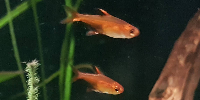 orange tetra fish